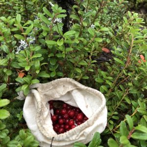 Vildmarkscentret - Gastro